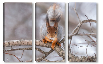 Модульная картина Red squirrel sitting on a tree branch in winter forest and nibbling seeds on snow covered trees background.