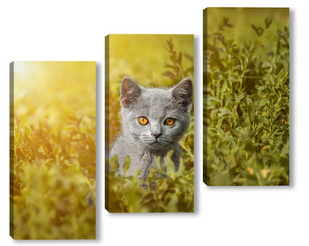 Модульная картина Британская кошка прогуливается по зеленой траве.