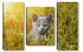 Модульная картина Британская кошка прогуливается по зеленой траве.