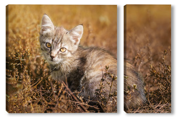  Gray striped cat walks on a leash on green grass outdoors..