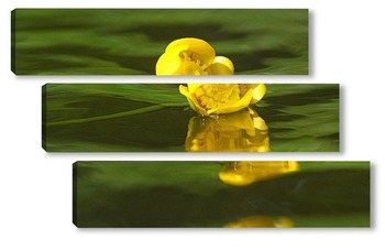  Мать-и-мачеха 