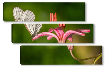 Модульная картина Бабочка на лепестке лилии