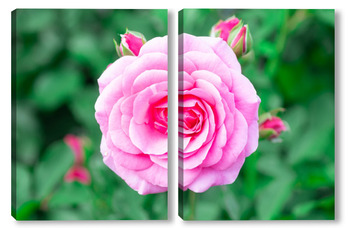 Модульная картина Pink roses in the garden. Floral summer background..