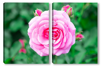  Pink roses in the garden. Floral summer background