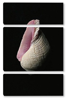  shell008