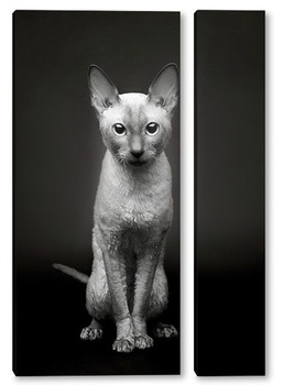Модульная картина Портрет кошки