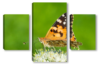 Модульная картина Butterfly on blossom flower in green nature.