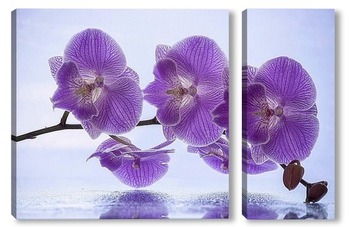  Орхидея фаленопсис Золушка