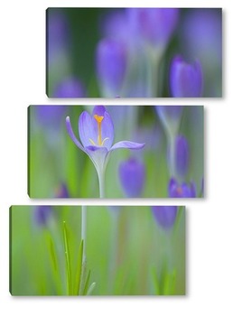  Purple Crocus Flowers in Spring. High quality photo..	