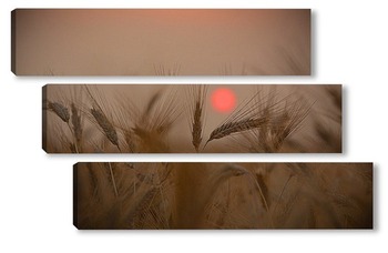Модульная картина Пшеничный закат