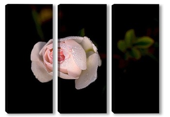 Модульная картина Белая роза