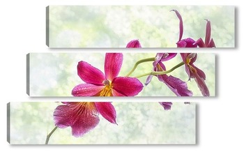  Орхидея пафиопедилюм Лианум