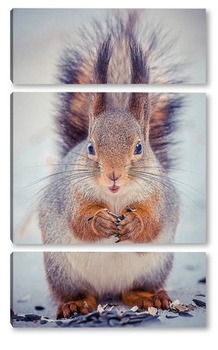  Squirrel in winter sits on a tree