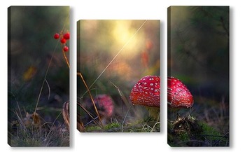  Amanita muscari, fly agaric beautiful red-headed hallucinogenic toxic mushroom.