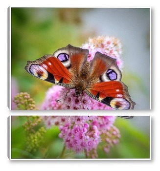 Модульная картина бабочка