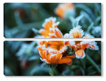 Модульная картина иней на цветах