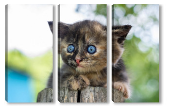 Модульная картина A small kitten on the fence