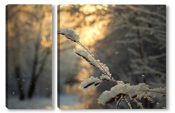  Лист берёзы на ветви сосны