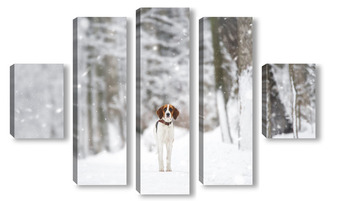  cute red with white dog mongrel on a winter background