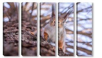  Squirrel in winter sits on a tree