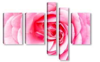 Модульная картина Макросъемка красной розы крупным планом