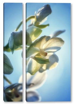 Модульная картина Орхидея ванда