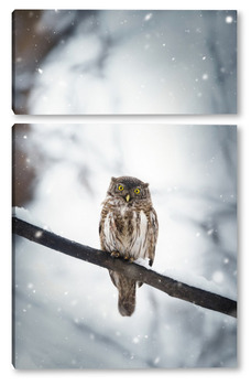  Owl in winter forest on stump. Pygmy small bird via snowfall. Small owl in natural habitat. Glaucidium passerinum