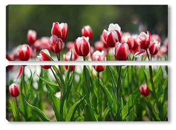  Красные тюльпаны