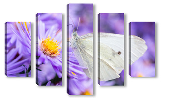  Butterfly on blossom flower in green nature.