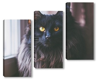 Модульная картина Портрет черной кошки 