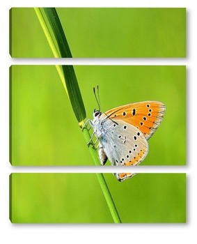  Червонец непарный (Lycaena dispar)