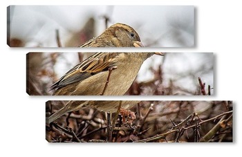  Goldfinch, Carduelis carduelis, perched on wooden perch with blurred natural background