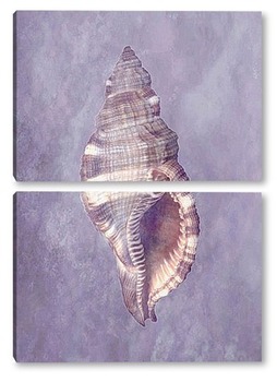  shell008