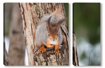 Модульная картина Red squirrel sitting on a tree branch in winter forest and nibbling seeds on snow covered trees background.