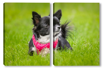  cute red with white dog mongrel on a winter background