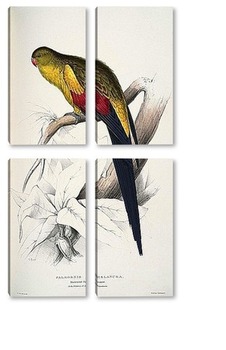 Модульная картина Чернохвостый попугай