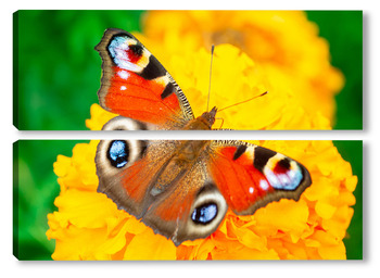  Butterfly on blossom flower in green nature.