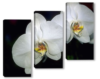  Орхидея на окне