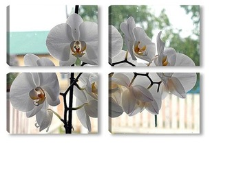 Модульная картина Орхидея на окне