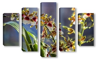  Орхидея дендробиум Нобиль