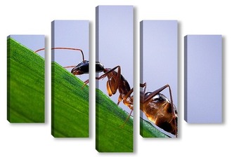 Модульная картина Янтарный муравей