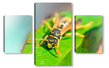  The wasp is sitting on green leaves. The dangerous yellow-and-black striped common Wasp sits on leaves	