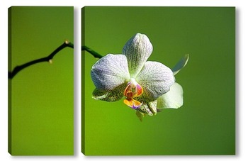 Модульная картина белая орхидея
