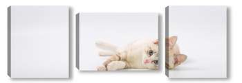 Модульная картина Beautiful young British cat with blue eyes on a white background