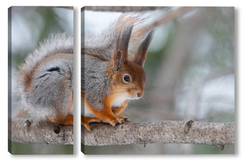 Модульная картина Red squirrel sitting on a tree branch in winter forest and nibbling seeds on snow covered trees background.