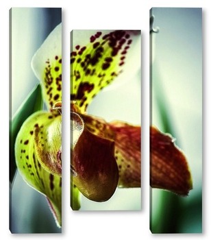 Модульная картина Орхидея пафиопедилюм Лианум