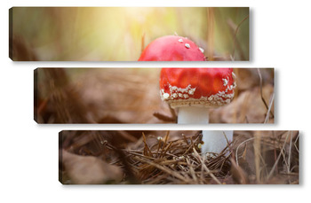 Модульная картина Amanita muscari, fly agaric beautiful red-headed hallucinogenic toxic mushroom.