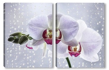  Белая орхидея