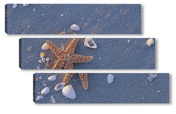  starfish050