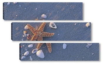  starfish029